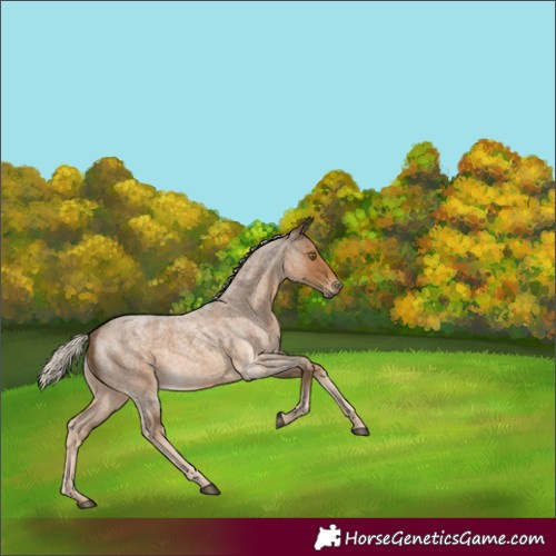 Horse Color:Chocolate Palomino Roan