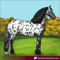 Horse Color:Gray White Spotted Brown Appaloosa Rabicano