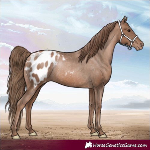 Horse Color:Black Pearl Appaloosa Rabicano 
