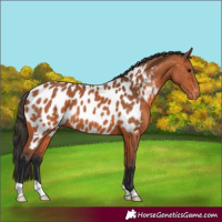 Horse Color:Bay Near Leopard 