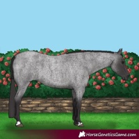 Horse Color:Smoky Blue Roan 