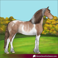 Horse Color:Black Pearl Tobiano Rabicano 
