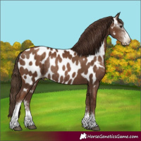 Horse Color:Gray Black Pearl Sabino Near Leopard Rabicano 