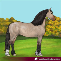 Horse Color:Bay Dun Rabicano 