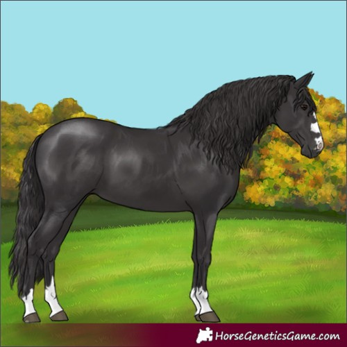 Horse Color:Smoky Black