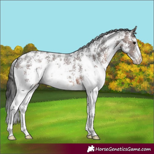 Horse Color:Brown Sabino Appaloosa 