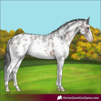 Horse Color:Brown Sabino Appaloosa