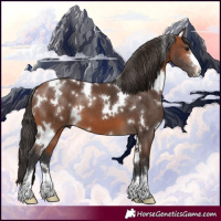 Horse Color:White Spotted Bay 