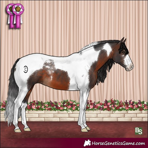 Horse Color:Brown Tobiano 
