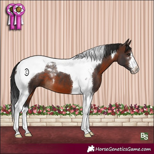 Horse Color:Brown Tobiano 