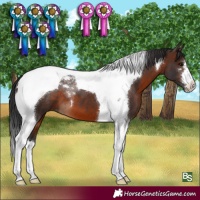 Horse Color:Brown Tobiano 