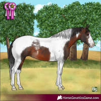 Horse Color:Brown Tobiano 