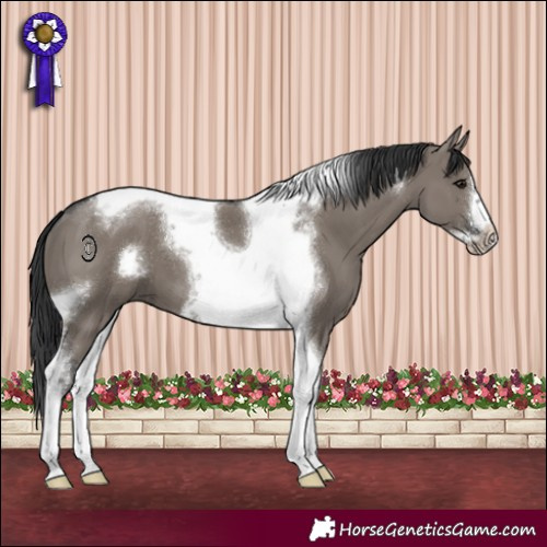 Horse Color:Grullo Tobiano Frame 
