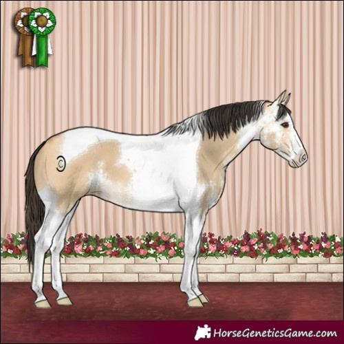 Horse Color:Buckskin Dun Sabino Tobiano 