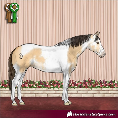 Horse Color:Buckskin Dun Sabino Tobiano 