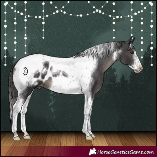 Horse Color:Smoky Black Tobiano Frame Appaloosa 