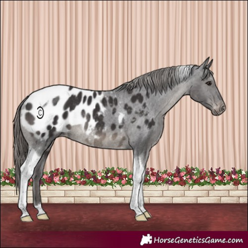 Horse Color:Smoky Black Tobiano Blanket Rabicano 