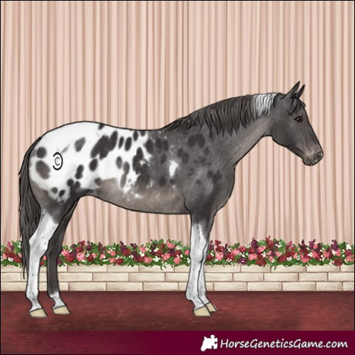 Horse Color:Smoky Black Tobiano Appaloosa Rabicano