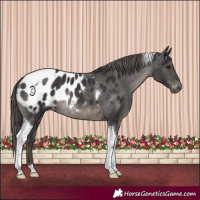 Horse Color:Smoky Black Tobiano Appaloosa Rabicano