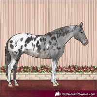 Horse Color:Smoky Black Tobiano Appaloosa Rabicano 