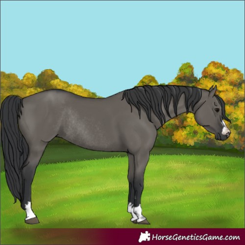 Horse Color:Grullo Rabicano 