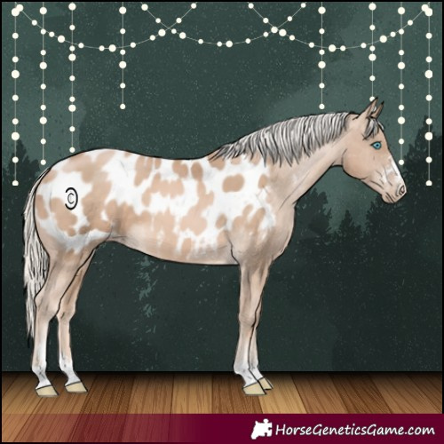 Horse Color:Chocolate Palomino Pearl Appaloosa 