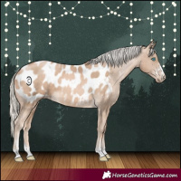 Horse Color:Chocolate Palomino Pearl Appaloosa 
