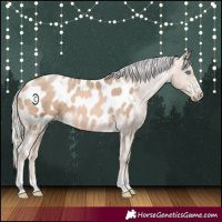 Horse Color:Chocolate Palomino Pearl Appaloosa
