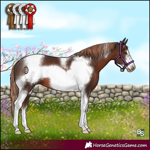 Horse Color:Liver Chestnut Tobiano Frame 