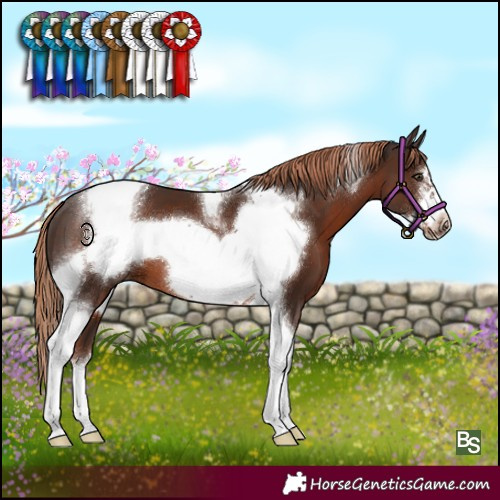 Horse Color:Liver Chestnut Tobiano Frame 