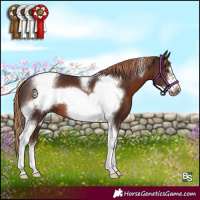 Horse Color:Liver Chestnut Tobiano Frame