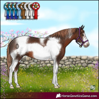 Horse Color:Liver Chestnut Tobiano Frame