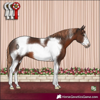 Horse Color:Liver Chestnut Tobiano Frame 