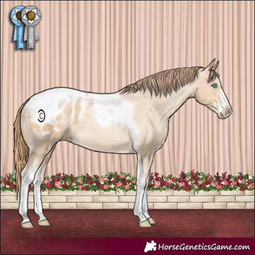 Horse Color:Buckskin Pearl Sabino Tobiano Varnish 