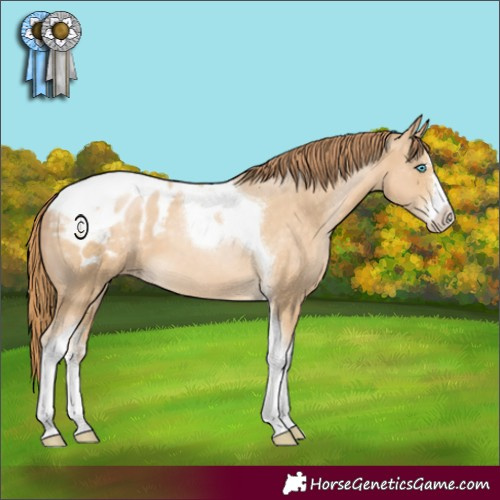 Horse Color:Buckskin Pearl Sabino Tobiano Appaloosa 