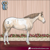 Horse Color:Buckskin Pearl Sabino Tobiano Varnish 