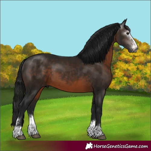 Horse Color:Gray Brown Sabino 