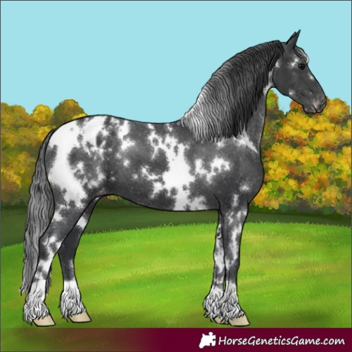 Horse Color:White Spotted Black Appaloosa