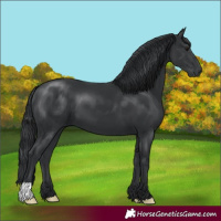 Horse Color:Black 