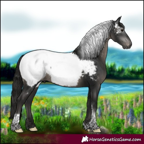 Horse Color:Gray Black Tobiano Appaloosa Rabicano 