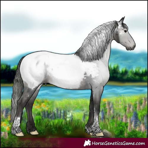 Horse Color:Gray Black Tobiano Snowcap Rabicano