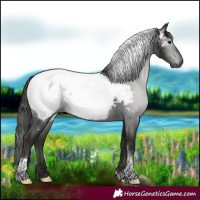 Horse Color:Gray Black Tobiano Appaloosa Rabicano 