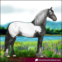 Horse Color:Gray Black Tobiano Appaloosa Rabicano 