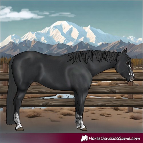 Horse Color:Black  and Black 