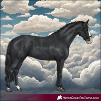 Horse Color:Black Splash