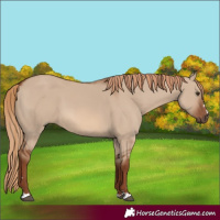 Horse Color:Red Dun