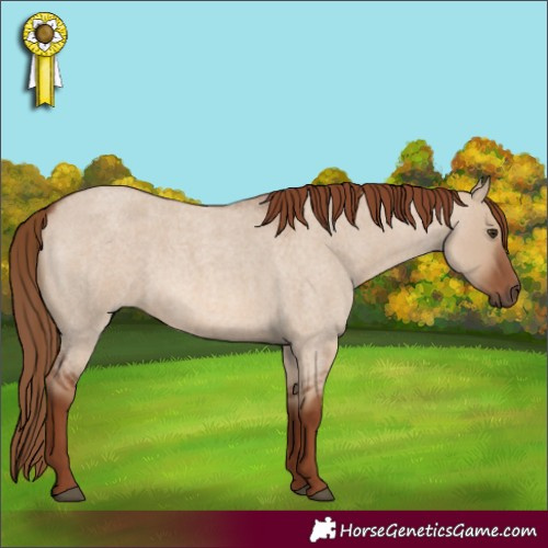 Horse Color:Red Dun Roan 