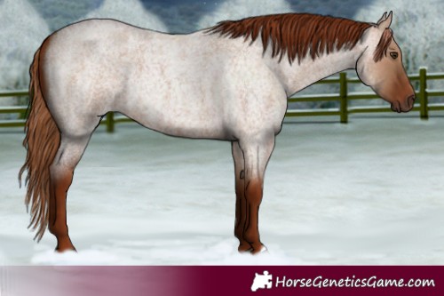 Horse Color:Red Dun Roan 