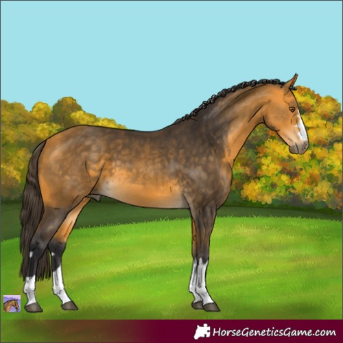 Horse Color:Buckskin 