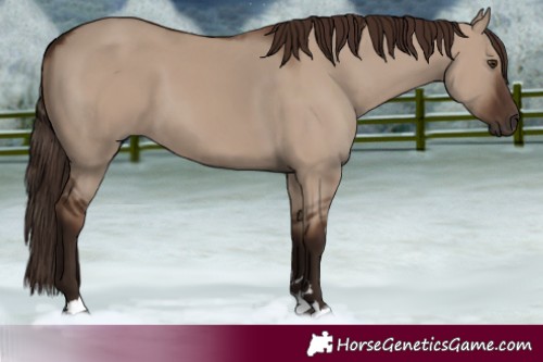 Horse Color:Liver Red Dun 